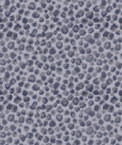 Kravet 34595.11 Circulate Steel Fabric