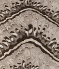 Kravet Moth Weave Natural Fabric