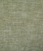 Pindler & Pindler Young Aloe