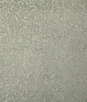 Pindler & Pindler Cole Sage Fabric