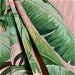 Tommy Bahama Outdoor Palmiers Blush Fabric thumbnail image 3 of 3