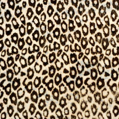 Kravet 9066.66 Sheer Leopard Espresso Fabric