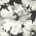 Seabrook Designs Curie Abstract Floral Metallic Ebony Wallpaper