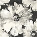 Seabrook Designs Curie Abstract Floral Metallic Ebony Wallpaper thumbnail image 1 of 2