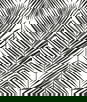 Seabrook Designs Marina Palm Ebony Wallpaper