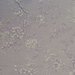 Clarke & Clarke Simone Heather Fabric