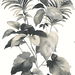 Harry &amp; Grace Peel &amp; Stick Leaf Stripe Inkwell Wallpaper thumbnail image 1 of 4