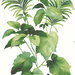 Harry & Grace Peel & Stick Leaf Stripe Summer Fern Wallpaper