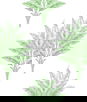 Harry & Grace Peel & Stick Sea Breeze Palm Greenery Wallpaper