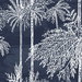 Lillian August Palm Grove Midnight Sky Wallpaper