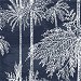 Lillian August Palm Grove Midnight Sky Wallpaper thumbnail image 1 of 2