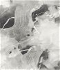 Seabrook Designs Notch Trowel Abstract Grayscale Wallpaper