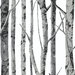 NextWall Peel & Stick Birch Trees Monochrome Wallpaper