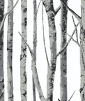 NextWall Peel & Stick Birch Trees Monochrome Wallpaper