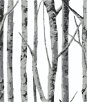 NextWall Peel & Stick Birch Trees Monochrome Wallpaper