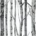 NextWall Peel &amp; Stick Birch Trees Monochrome Wallpaper thumbnail image 1 of 5
