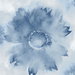 NextWall Peel & Stick Watercolor Sunflower Navy Blue Wallpaper