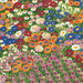 NextWall Peel & Stick Floral Meadow Multicolored Wallpaper