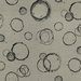 Kravet RETOUCHE.816 Retouche Coal Fabric