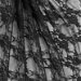 Black Stretch Lace Fabric thumbnail image 2 of 2