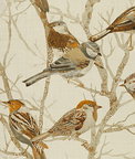 Kravet SPARROWS2.611 Perched Natural Fabric