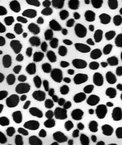 White Dalmatian Velboa Faux Fur Fabric