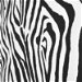 Premier Prints Zebra Black/White Canvas Fabric thumbnail image 5 of 5