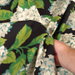 Covington Summerwind Tuxedo Fabric thumbnail image for video Covington Summerwind Tuxedo Product Demo